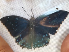 Charaxes tiridates