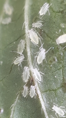 Cryptomyzus galeopsidis