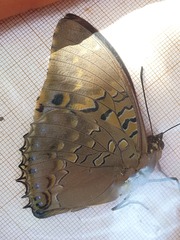 Charaxes tiridates