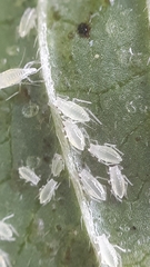 Cryptomyzus galeopsidis