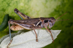 Melanoplus confusus
