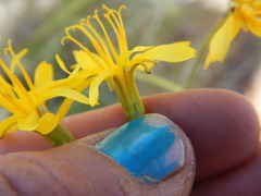 Crepis acuminata