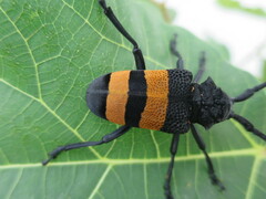 Phryneta aurocincta