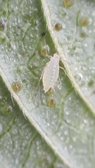 Cryptomyzus galeopsidis