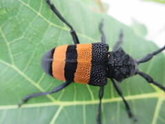 Phryneta aurocincta