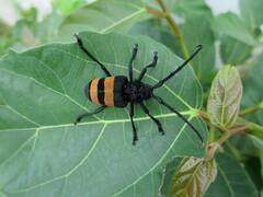 Phryneta aurocincta