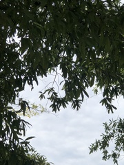 Quercus
