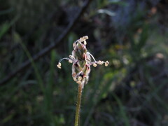 Plantago nivea