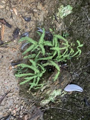 Sticherus squamulosus