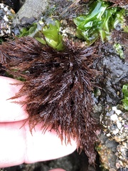 Cryptosiphonia woodii