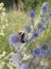 Bombus patagiatus