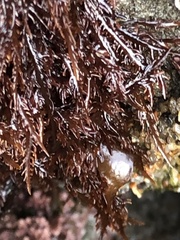 Cryptosiphonia woodii