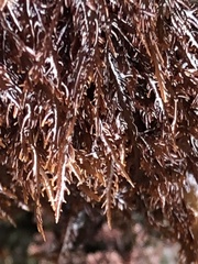 Cryptosiphonia woodii