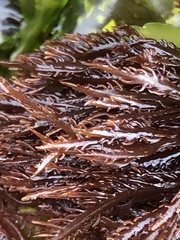 Cryptosiphonia woodii