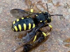 Anthidium florentinum