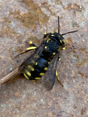 Anthidium florentinum