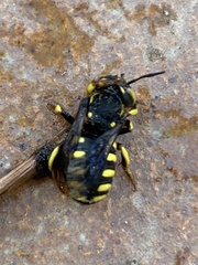 Anthidium florentinum