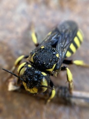 Anthidium florentinum