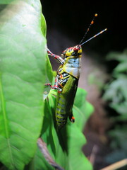 Zonocerus variegatus