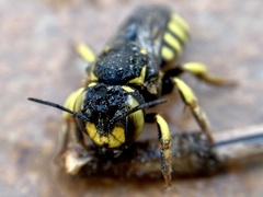Anthidium florentinum