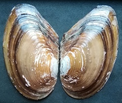 Anodonta anatina