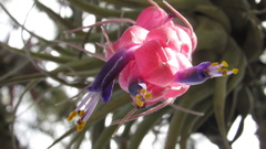 Tillandsia macdougallii