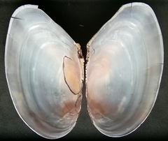 Anodonta anatina