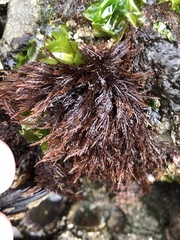 Cryptosiphonia woodii