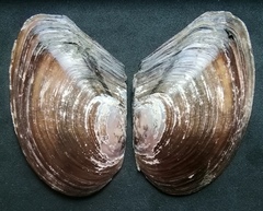 Anodonta anatina