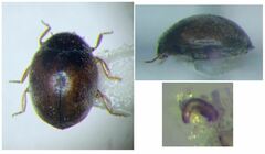 Scymnus subvillosus