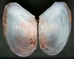 Anodonta anatina