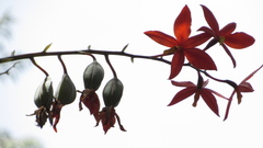 Prosthechea vitellina