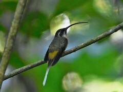 Phaethornis syrmatophorus