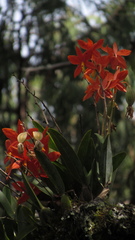 Prosthechea vitellina