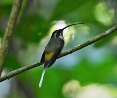 Phaethornis syrmatophorus