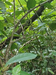 Gnetum luofuense