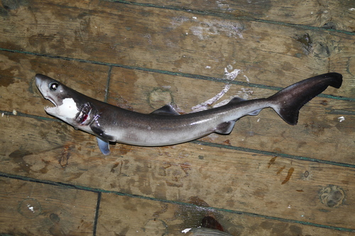 Crocodile shark (Pseudocarcharias kamoharai) — Pseudocarchariidae