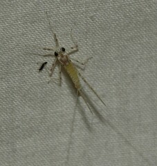 Maccaffertium terminatum