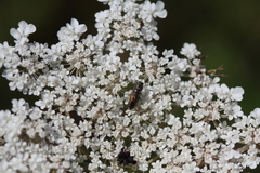 Anthaxia umbellatarum