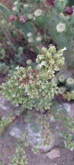 Origanum onites