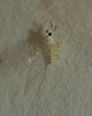 Maccaffertium terminatum