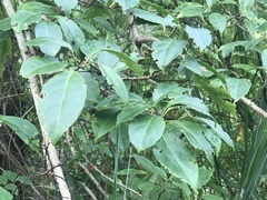 Ehretia longiflora
