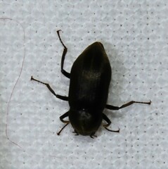 Helichus lithophilus