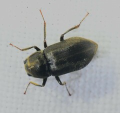 Helichus lithophilus
