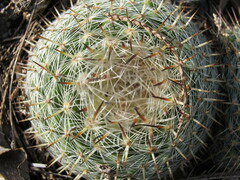 Mammillaria haageana conspicua