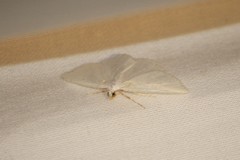 Lomographa vestaliata