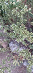 Origanum onites