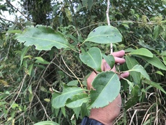 Ehretia longiflora