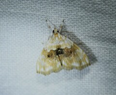 Lipocosmodes fuliginosalis