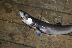 Pseudocarcharias kamoharai